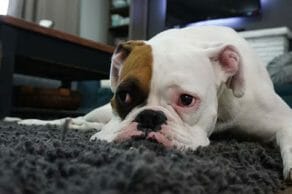 Pet Divorce
